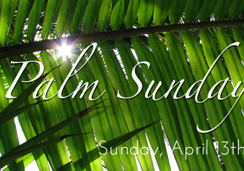 palm palm